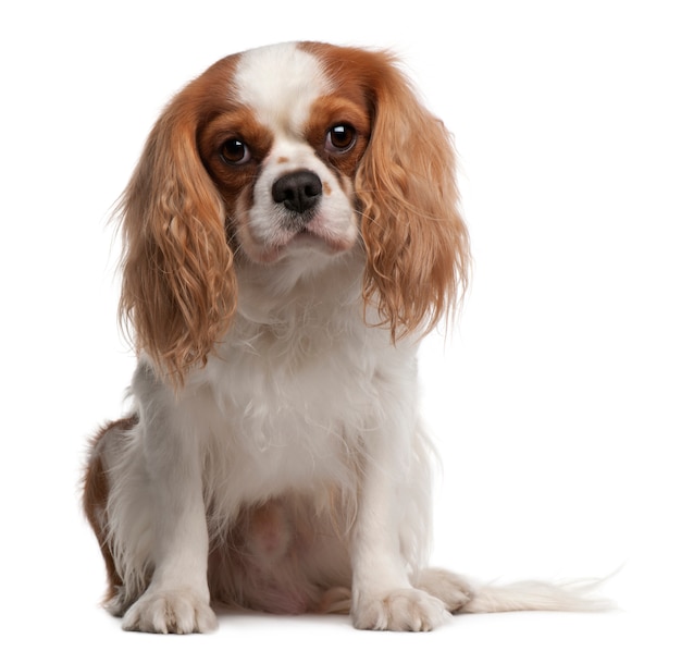 Cavalier King Charles Spaniel, 3 years old, sitting in front of white wall