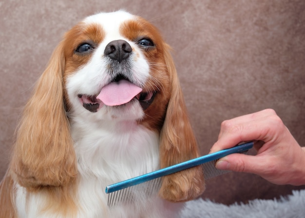 犬のサロンで散髪した後のキャバリアキングチャールズスパニエル犬グルーマーは青い犬の櫛で犬をとかします