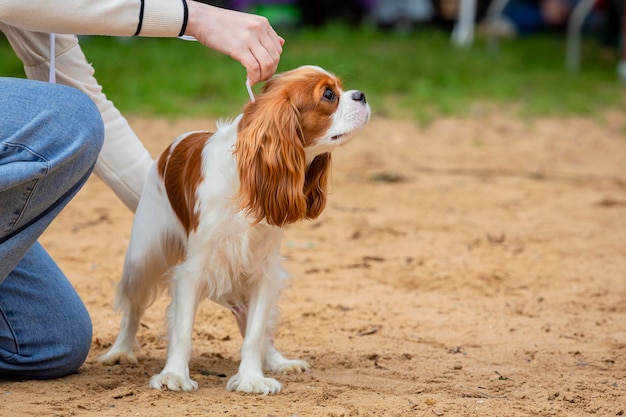 ドッグショーに登場したキャバリア・キング・チャールズ・スパニエル犬