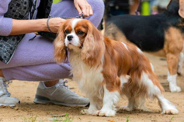 Собака Cavalier King Charles spaniel на выставке собак