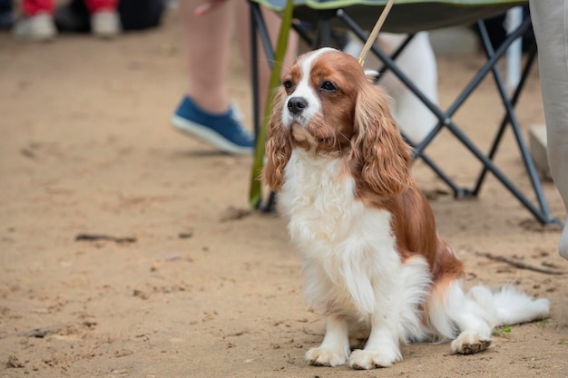 カヴァリエ・キング・チャールズ・スパニエルは犬展で