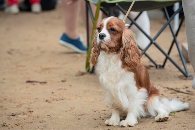 The Cavalier King Charles spaniel dog at the dog show