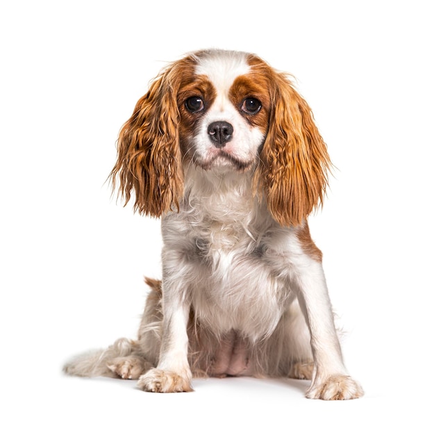 Cavalier King Charles Spaniel dog isolated