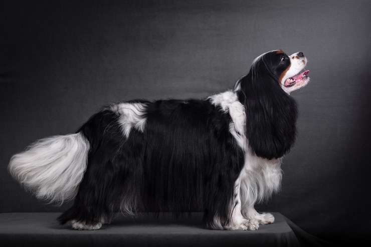 Photo 黒のキャバリアキングチャールズスパニエル犬の肖像画