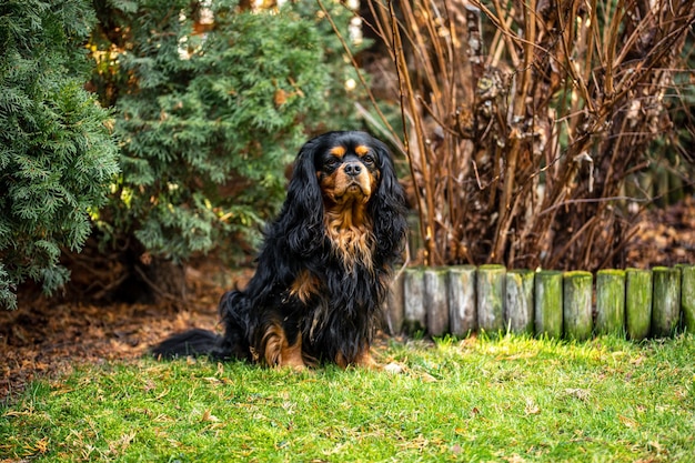 Cavalier king charles spaniel dog portrait of dog
