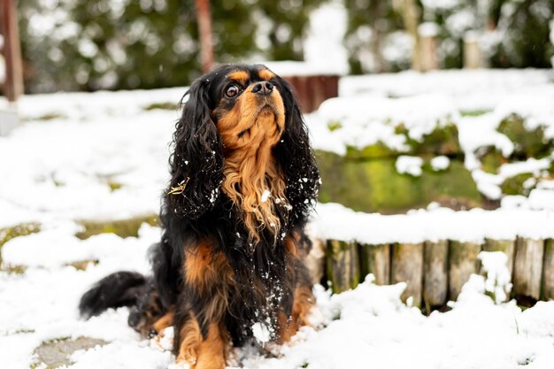 キャバリア キング チャールズ スパニエル 犬の肖像画の犬