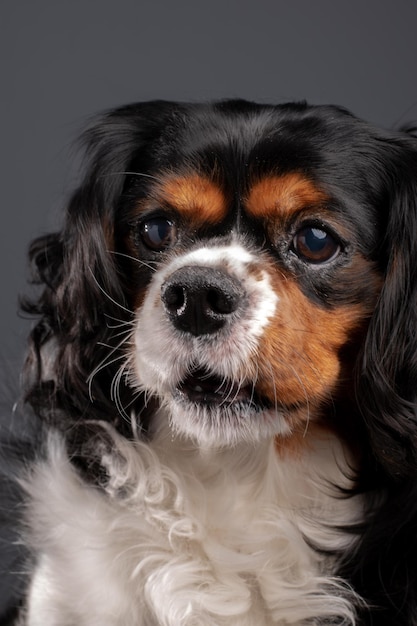 Cavalier King Charles spaniel dogs studio portait