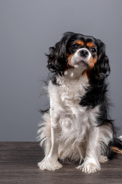 Cavalier king charles spaniel cani ritratto da studio