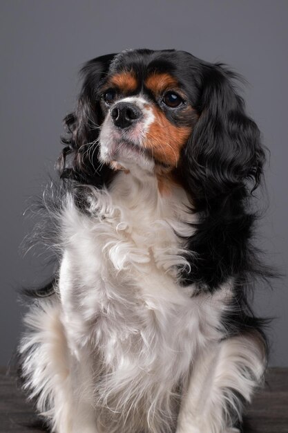 Cavalier King Charles spaniel dogs studio portait