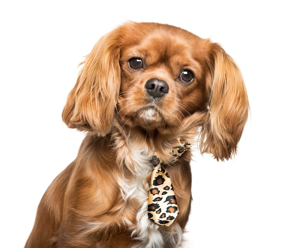 Cavalier King Charles Spaniel in front of white background