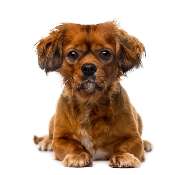 Cavalier King Charles Spaniel in front of a white wall