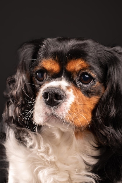 Cavalier King Charles spaniel honden studio portret