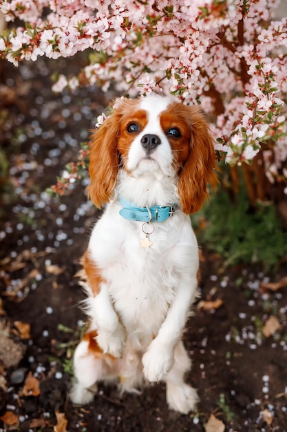 Cavalier king charles spaniel in bloeiende appelboom. bovenaanzicht