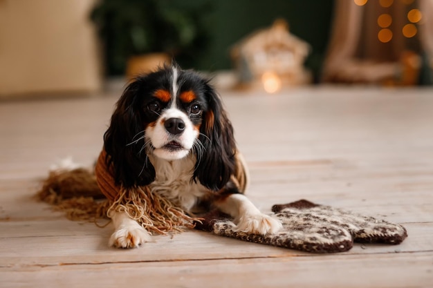 Cavalier King Charles Spaniel은 겨울 소매를 입고 바닥에 누워 있습니다. 개는 새해를 축하합니다.