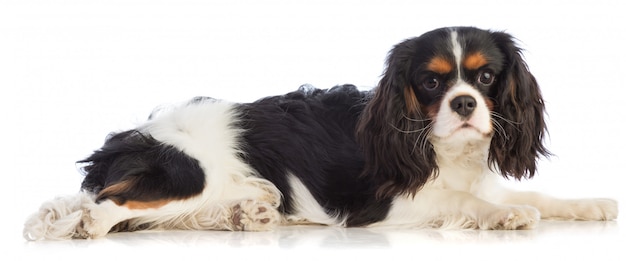 Cavalier King Charles spaniel lying and looking straight ahead