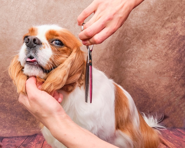 Cavalier king charles spaniel the process of final cutting of dog hair with scissors