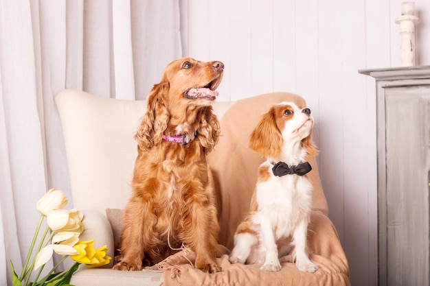 Cavalier King Charles Spaniel puppy dog and English Cocker Spaniel dog sitting together