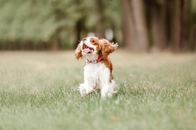 キャバリア キング チャールズ スパニエルの子犬。秋。秋のシーズン。散歩中の犬