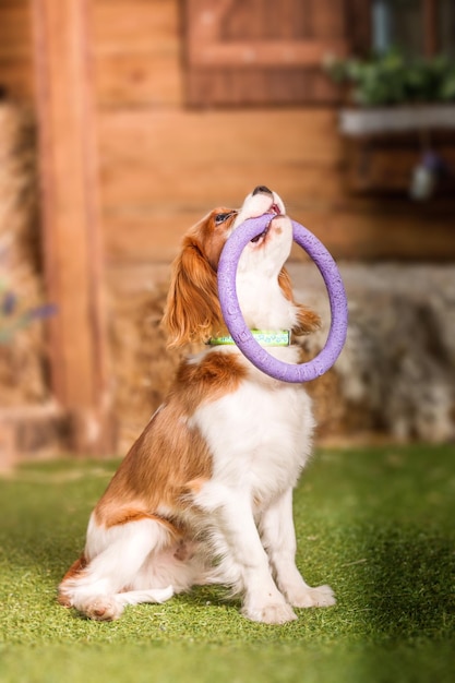 Cavalier King Charles Spaniel puppy dog playing with toy inside