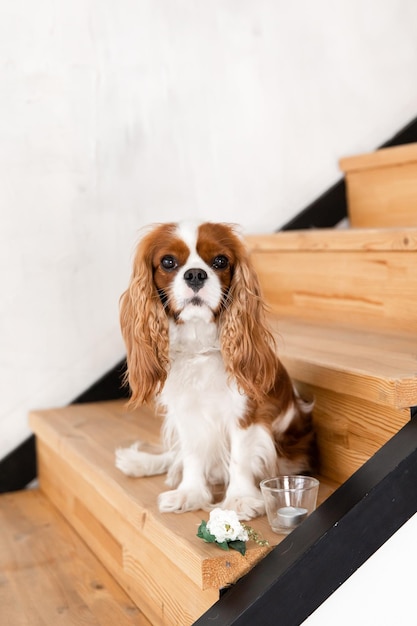 自宅の階段に座っているキャバリア キング チャールズ スパニエルの子犬