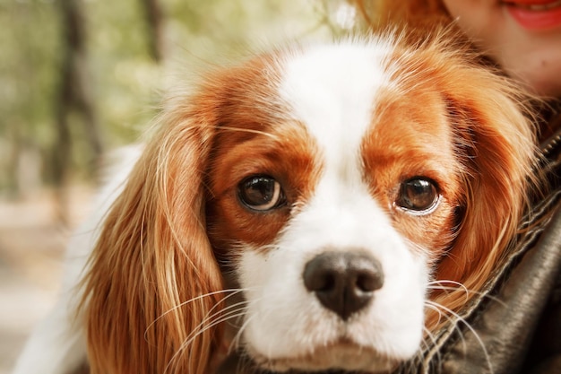 Cavalier King Charles Spaniel puppy dog with owner. Fall. Autumn.