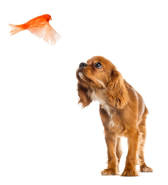 Photo cavalier king charles spaniel puppy looking up at a flying canar