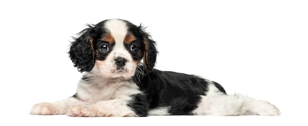 Cavalier King Charles Spaniel puppy