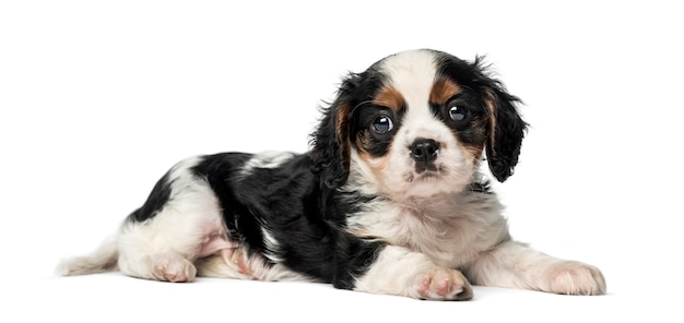 Cavalier King Charles Spaniel puppy