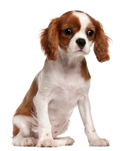 Cavalier king charles spaniel cucciolo