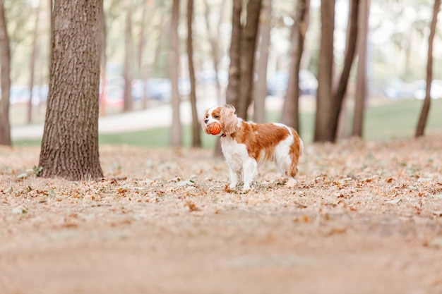 Cavalier King Charles Spaniel-puppyhond. Val. Herfstseizoen. Hond aan het wandelen