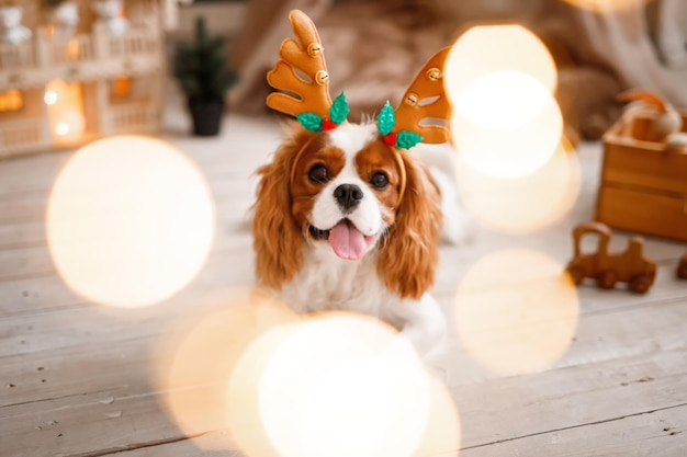 Cavalier King Charles Spaniel sits on a wooden floor, surrounded by New Year's decorations and gifts