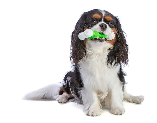 Cavalier king Charles spaniel sitting with a toy on a white background