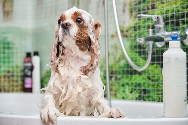 Cavalier King Charles Spaniel staat in de badkamer op zijn achterpoten.