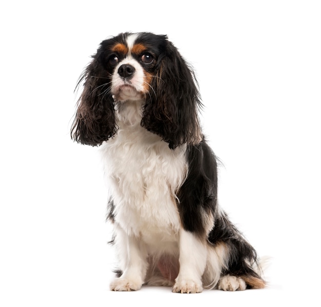 Cavalier King Charles Spaniel voor een witte muur