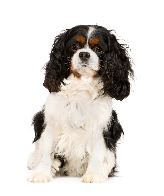 Cavalier king charles spaniel con 6 anni. ritratto di cane isolato