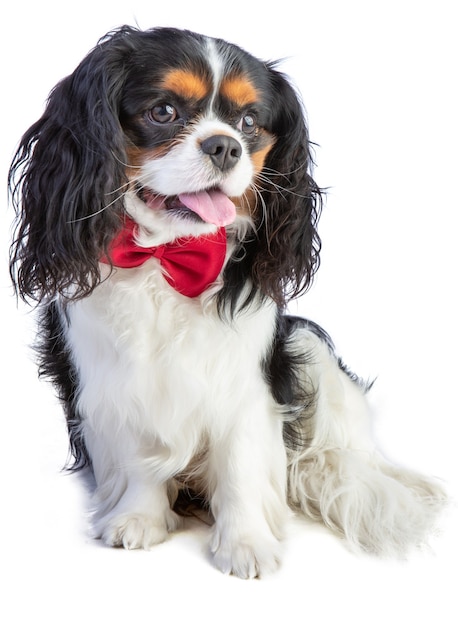 Cavalier king charles spaniel con farfallino rosso su bianco isolato