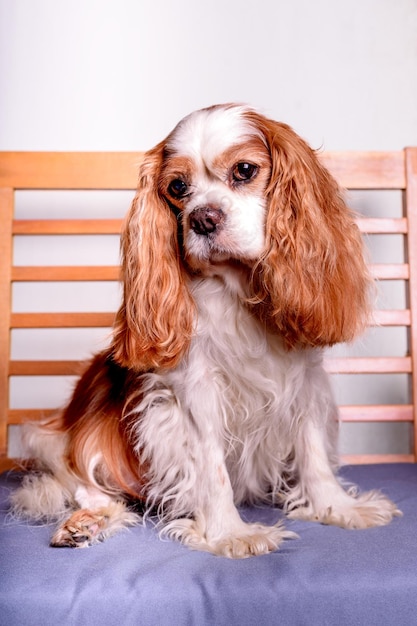 Cavalier King Charles Spaniel zit op de bank