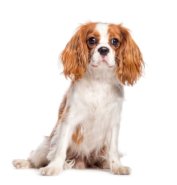 Cavalier King Charles Spaniel zit voor een witte ondergrond