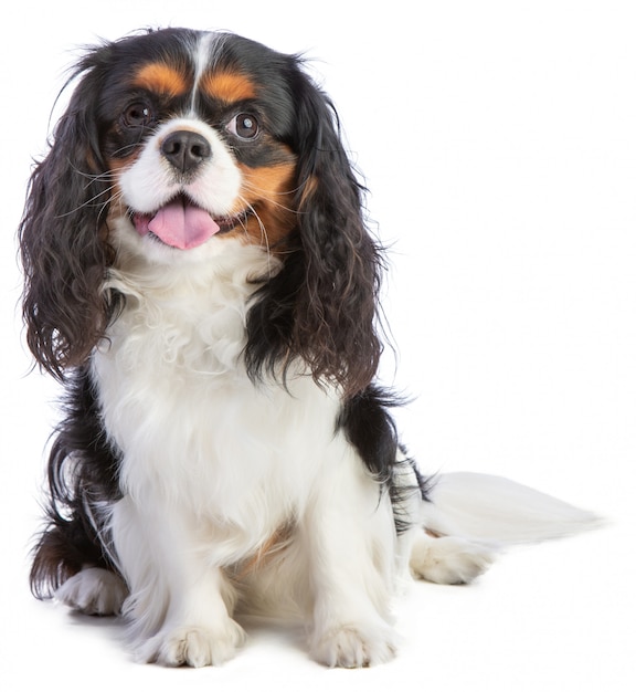 Cavalier king Charles spaniel zittend