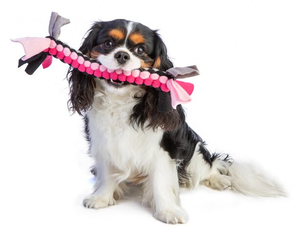 Cavalier king Charles spaniel