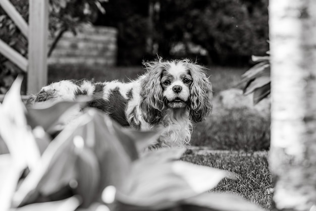 Cavalier king charles spaniel