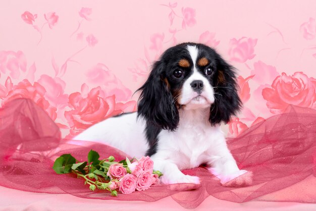 Cavalier king charles spaniel