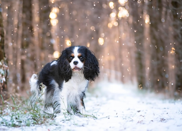 cavalier king charles staying in the nature