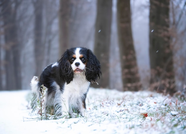 cavalier king charles staying in the nature