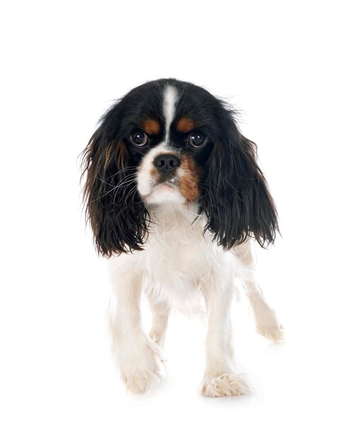 Cavalier king charles voor witte achtergrond