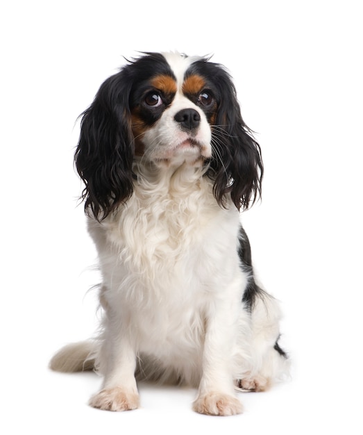 Cavalier King Charles with 2 years. Dog portrait isolated