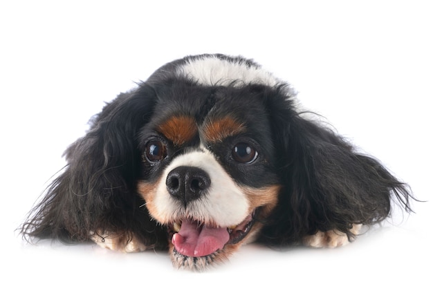 Cavalier king charles