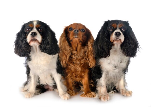 Cavalier King Charles