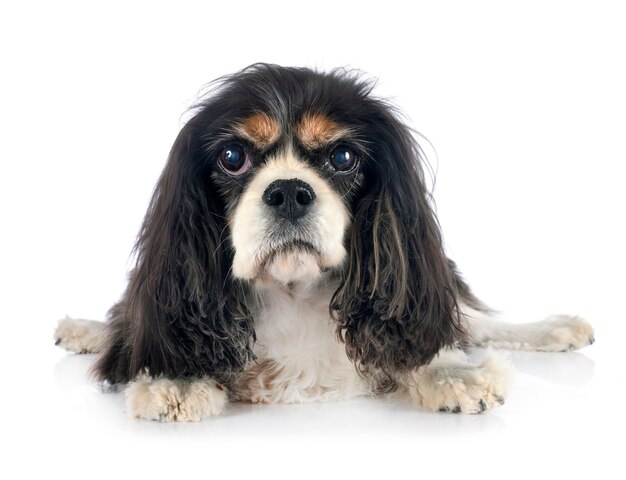 Cavalier king charles