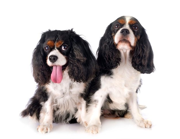 Cavalier King Charles